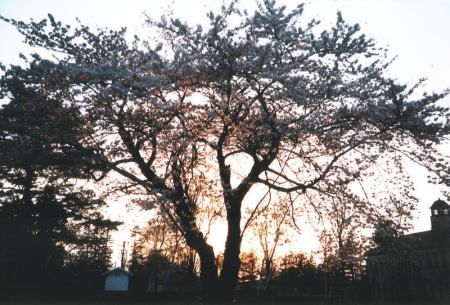 Cherry tree in afterglow (LOMO LC-A)